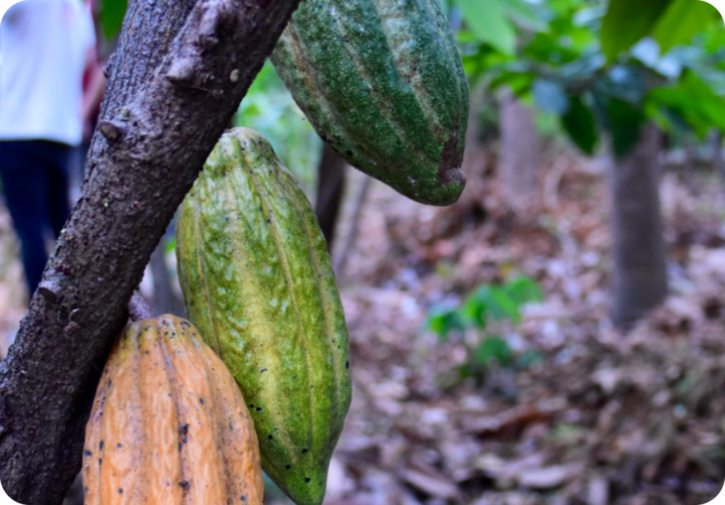 Kakao pflanzen. fairgehandelter Kakao. Impact Report nucao.